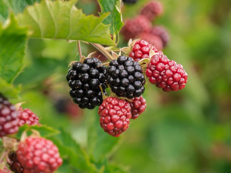 Fresh Berries